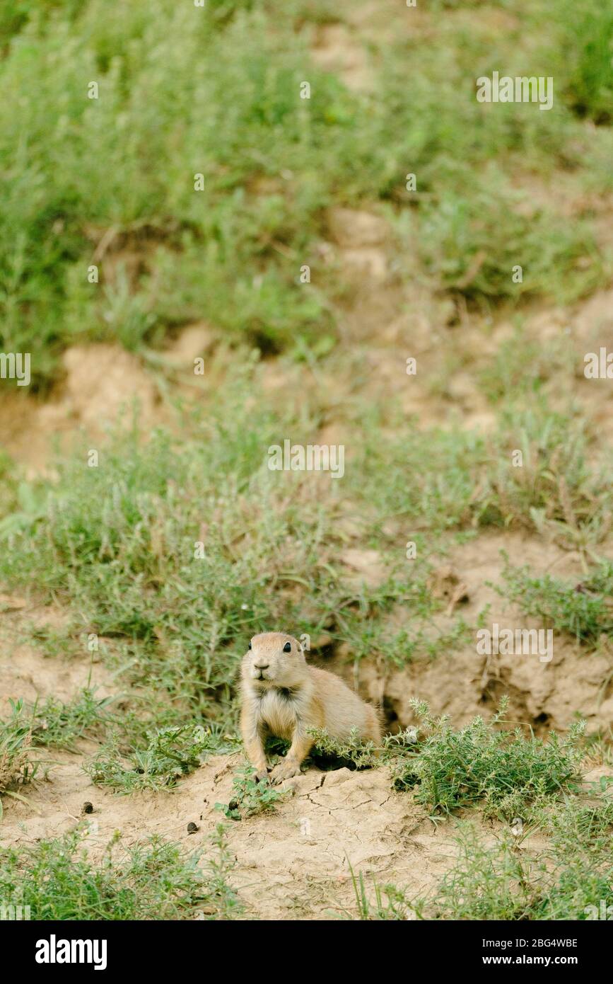 Closeup of a prairie dog coming out of its burrow in the badlands Stock Photo