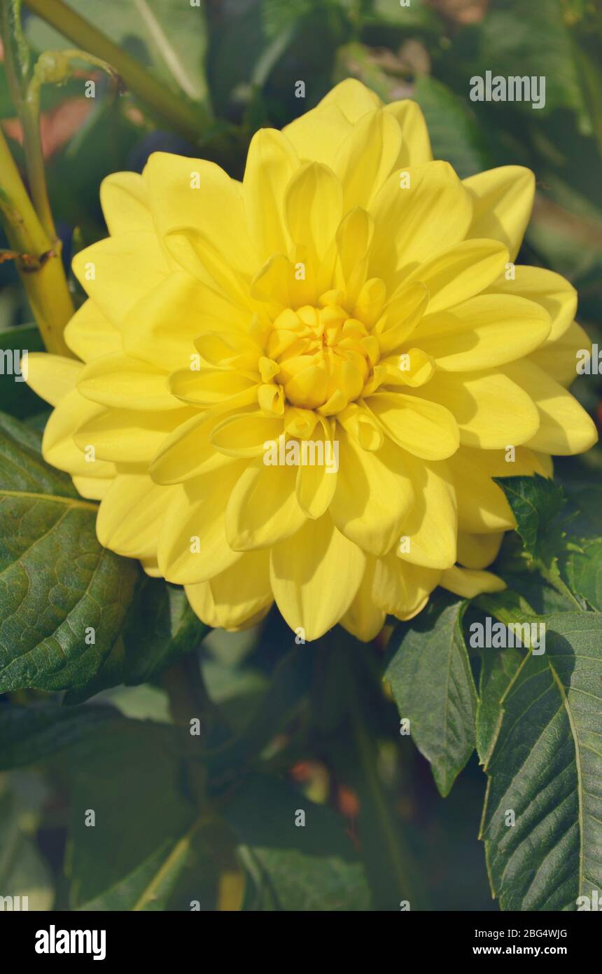 Garden border dahlia daisy hi-res stock photography and images - Alamy