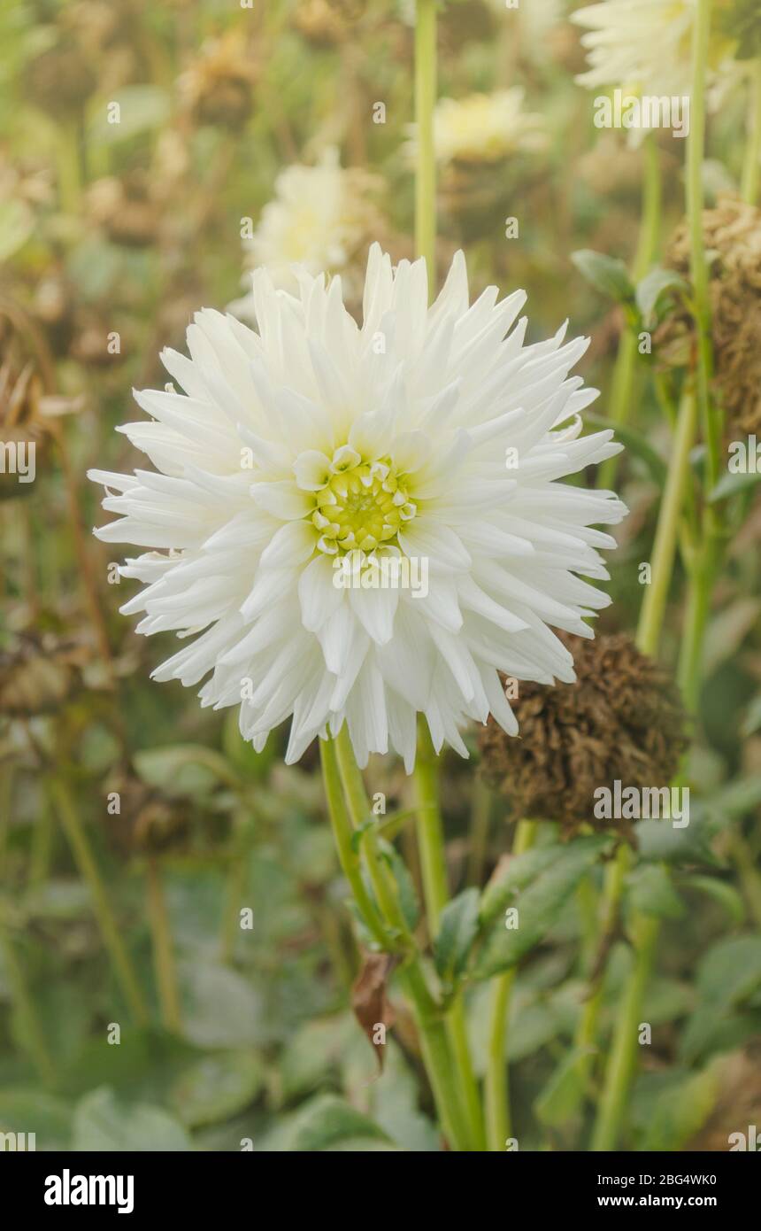 Dahlia with creamy white petals. Dahlia cactus white  flower Stock Photo