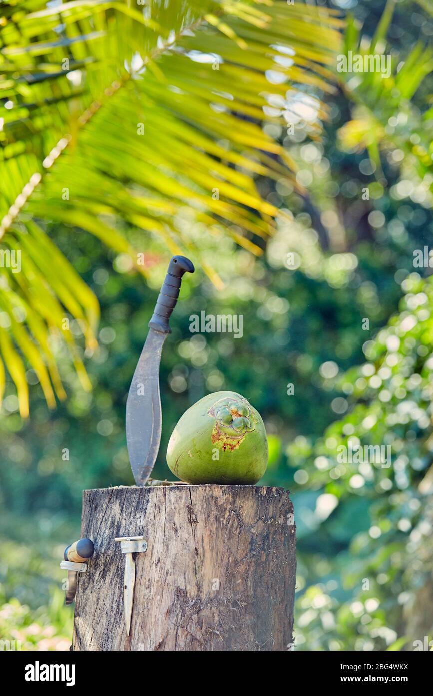 Opening a Coconut on a Farm in Hawaii Stock Photo Alamy