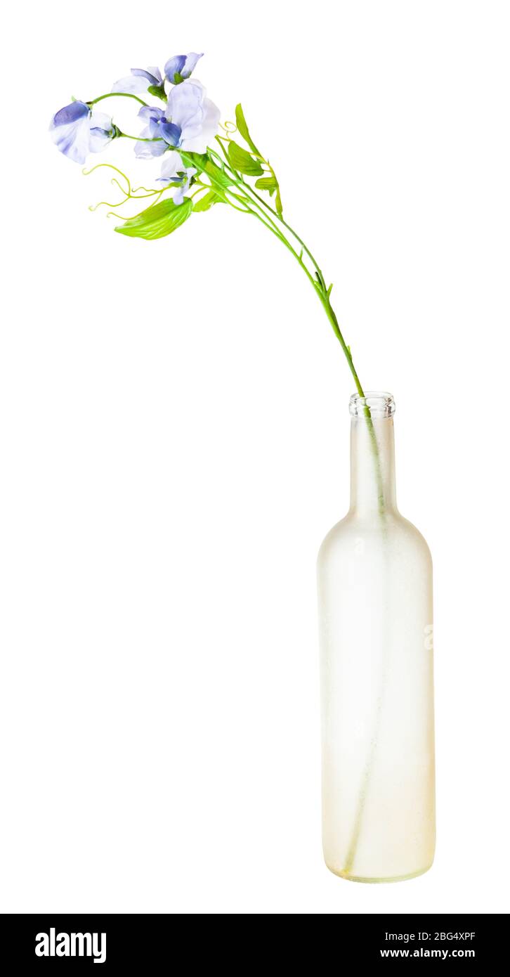 artificial flowers of sweet pea in manually tinted glass brandy bottle