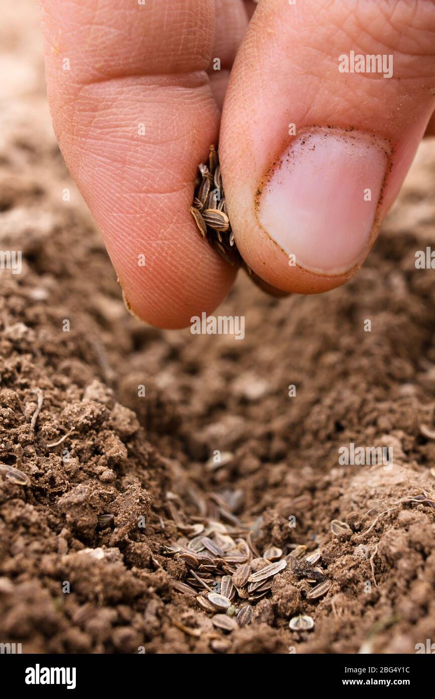 hand planting seeds in soil Stock Photo