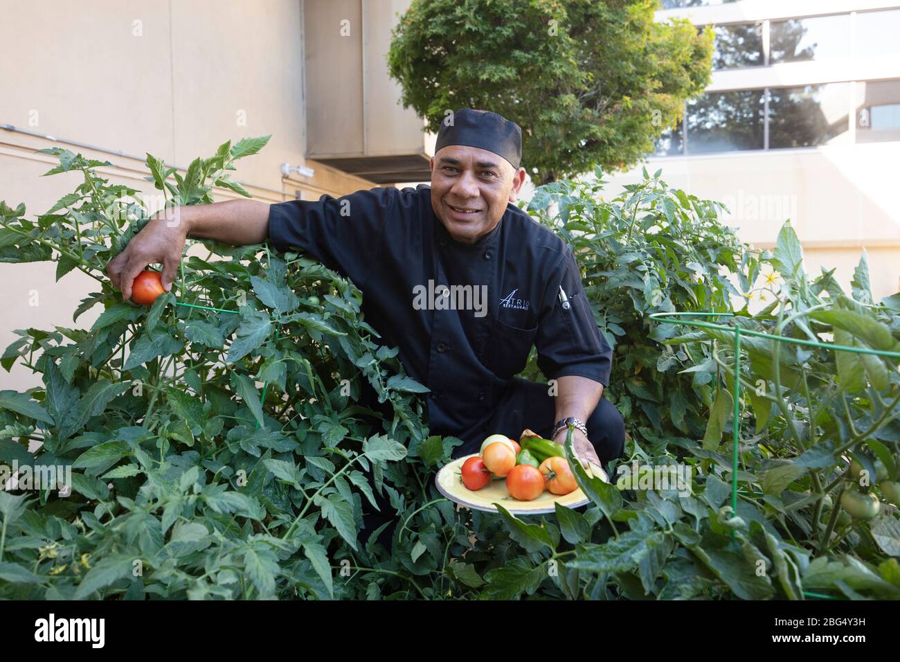 Hispanic man pics tomatoes in garden Stock Photo