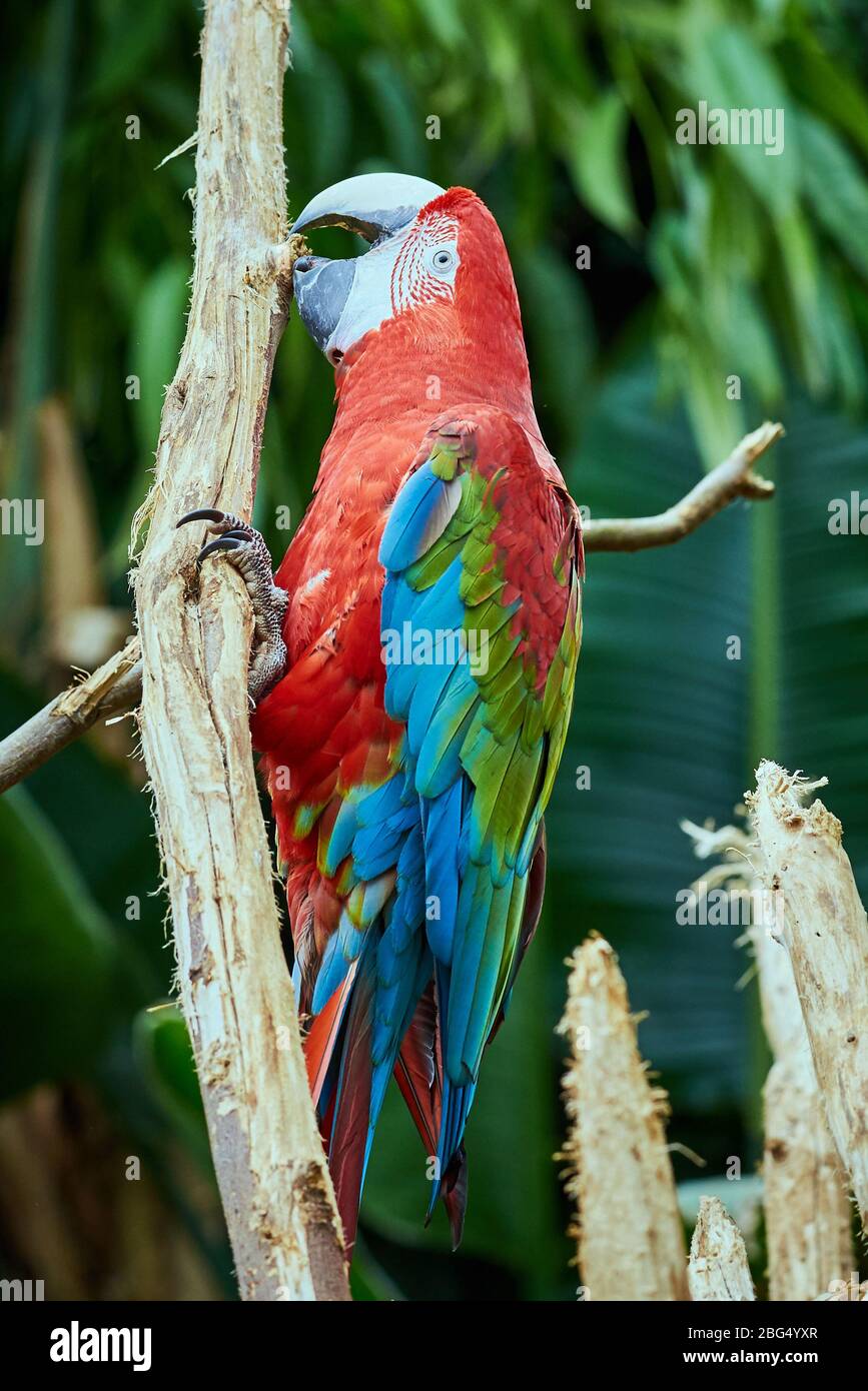 Red and green macaw climbing (Ara chloropterus) Stock Photo