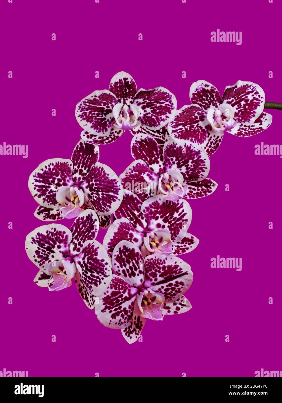 Orchids, Orchidaceae, isolated against a violet background Stock Photo