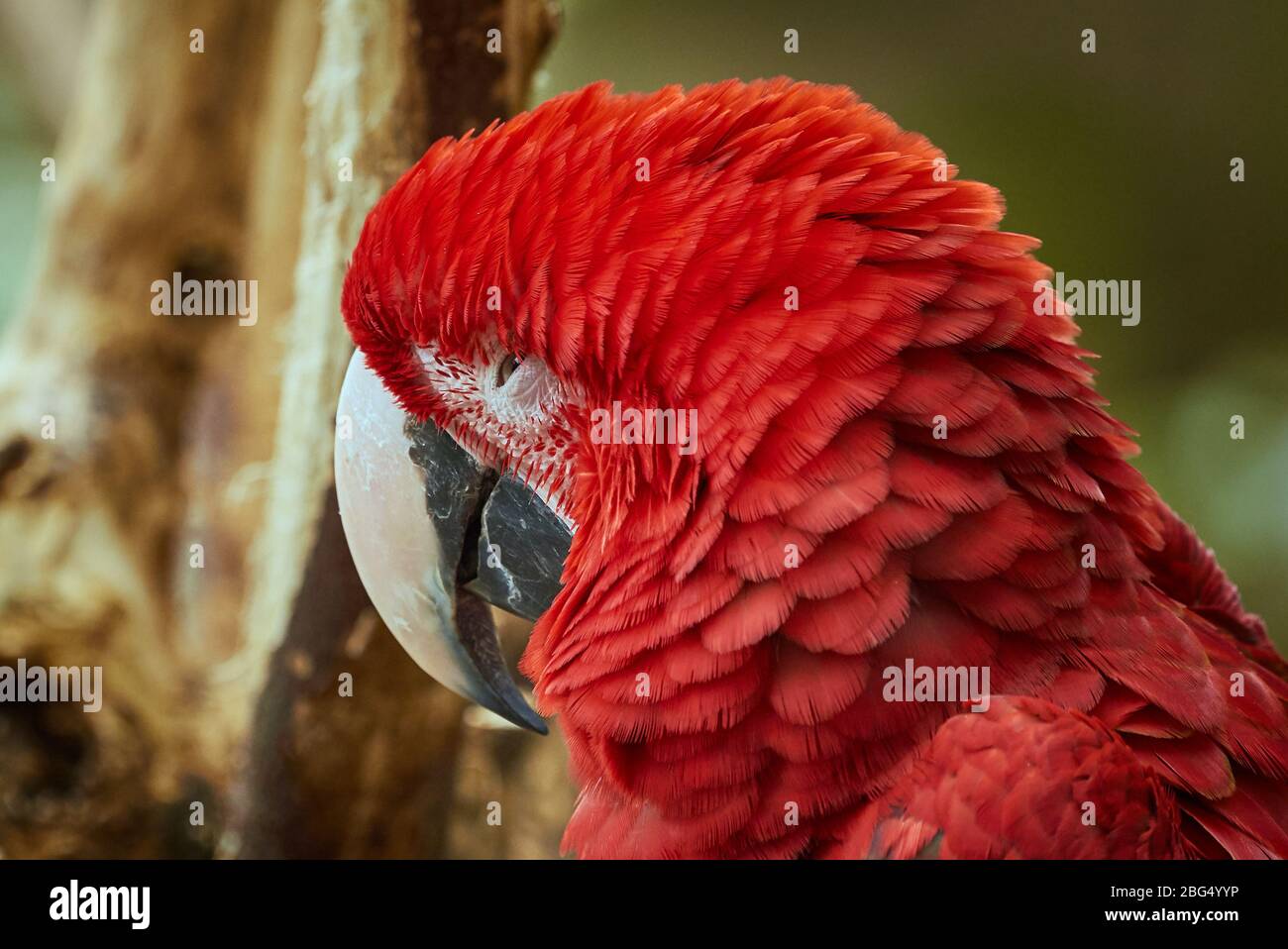 Red and green macaw climbing (Ara chloropterus) Stock Photo