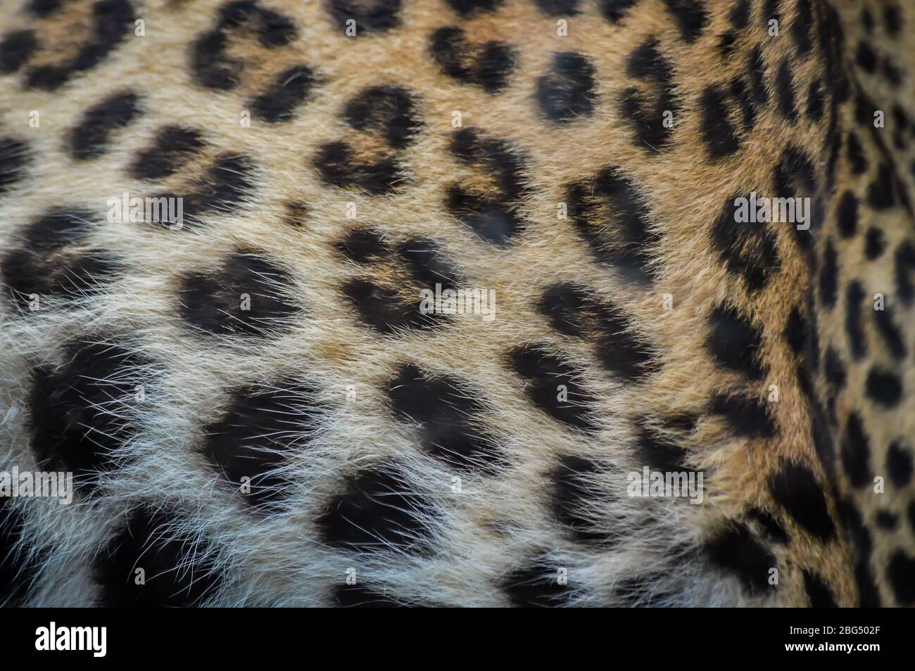 Leopard fur close up texture - Panthera pardus Stock Photo - Alamy