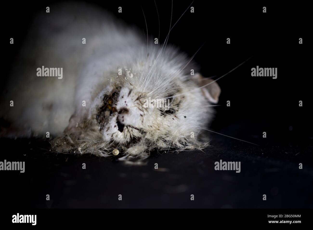 Death macro view. Dead white rat close up animal decomposition active decay stage. White rat with maggots and flies feeding off it. Stock Photo