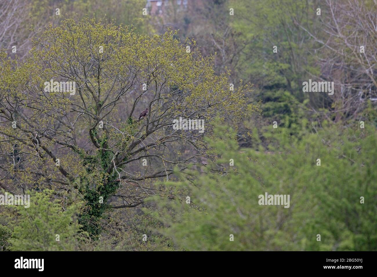 Common Buzzard (Buteo buteo) Stock Photo