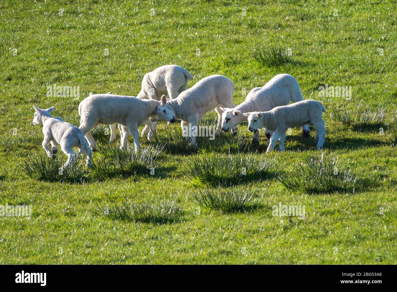 Torrance, East Dunbartonshire, UK. 20th Apr, 2020. Pictured: Spring Lambs play in the evening sunshine. The tiny lambs play and jump in the fields and suckle for milk from their mothers. Credit: Colin Fisher/Alamy Live News Stock Photo
