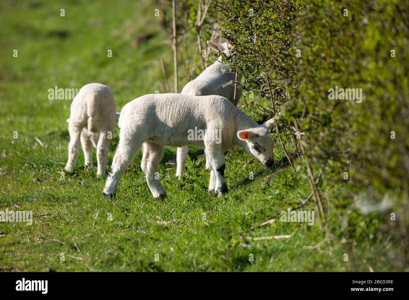 Torrance, East Dunbartonshire, UK. 20th Apr, 2020. Pictured: Spring Lambs play in the evening sunshine. The tiny lambs play and jump in the fields and suckle for milk from their mothers. Credit: Colin Fisher/Alamy Live News Stock Photo