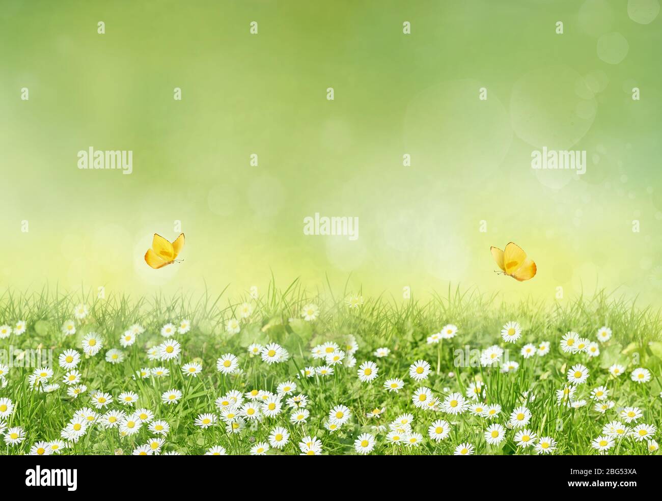 Beautiful wild flowers chamomile with yellow butterflies. Spring summer background. Landscape wide format, copy space, warm green colors. Stock Photo
