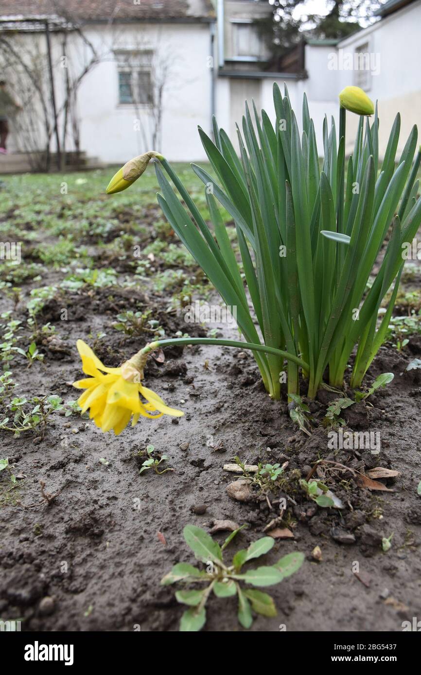 Young daffodil plant with yellow buds and flower. House and yard in