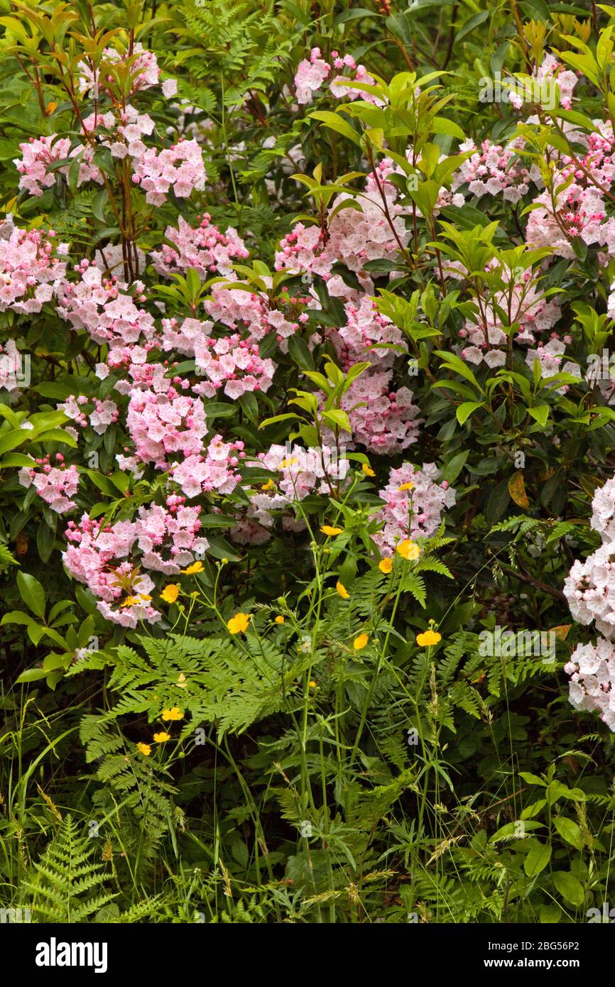 Mountain Laurel in bloom in Pennsylvania’s Pocono Mountains Stock Photo