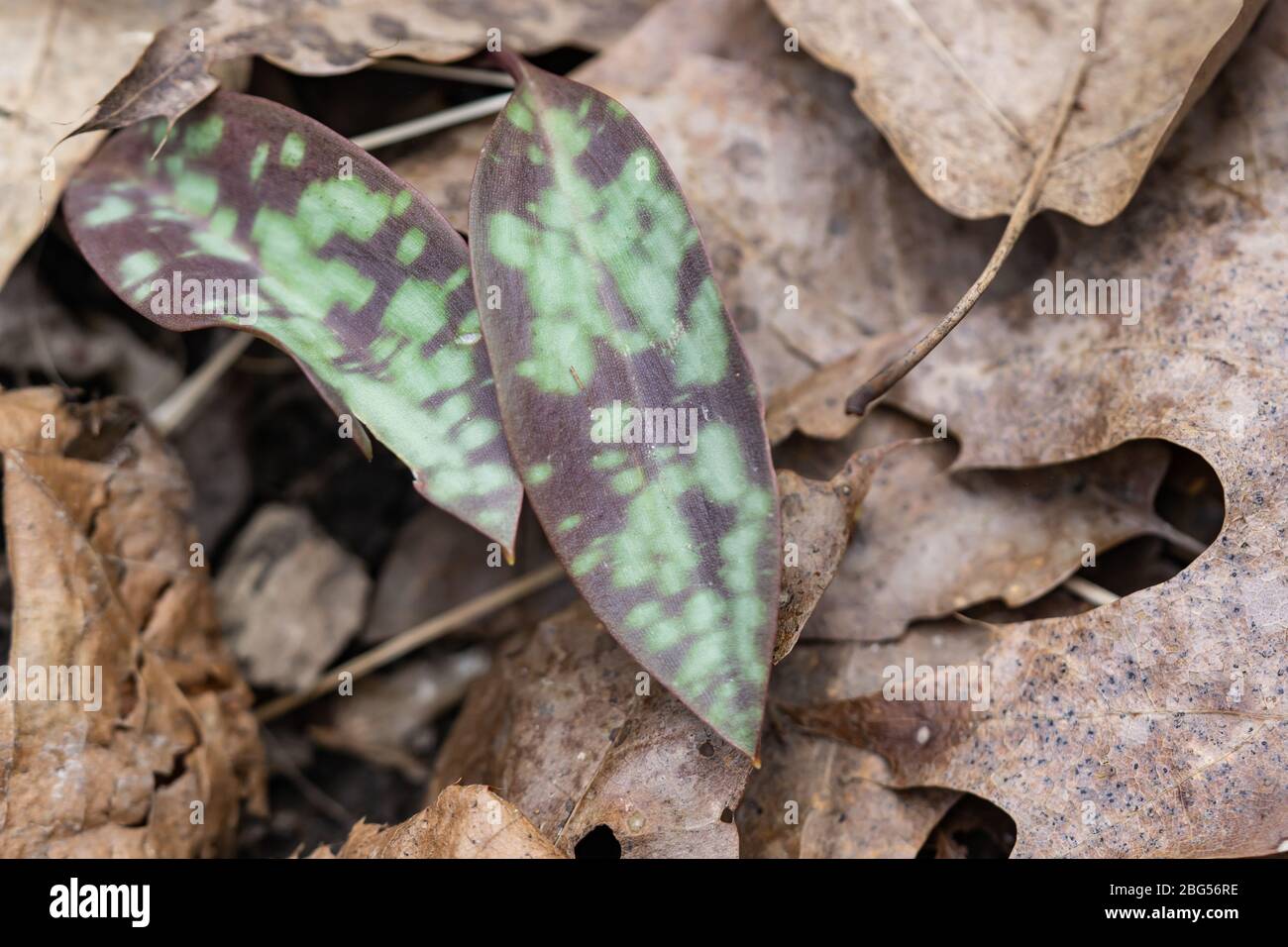 American Trout Lily Leaves in Springtime Stock Photo Alamy