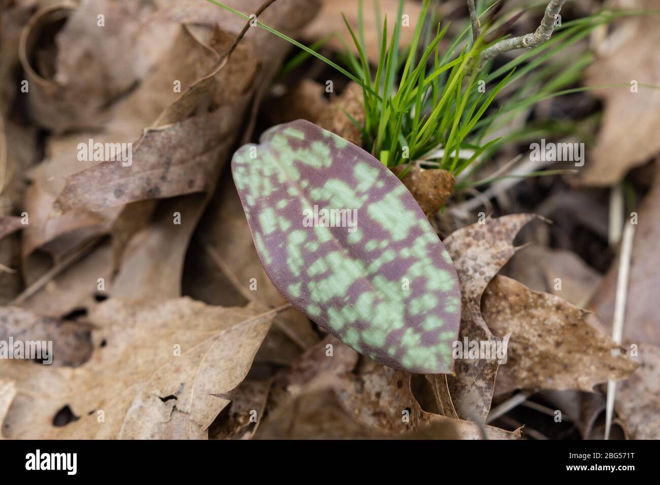 Mottled Leaves High Resolution Stock Photography and Images - Alamy