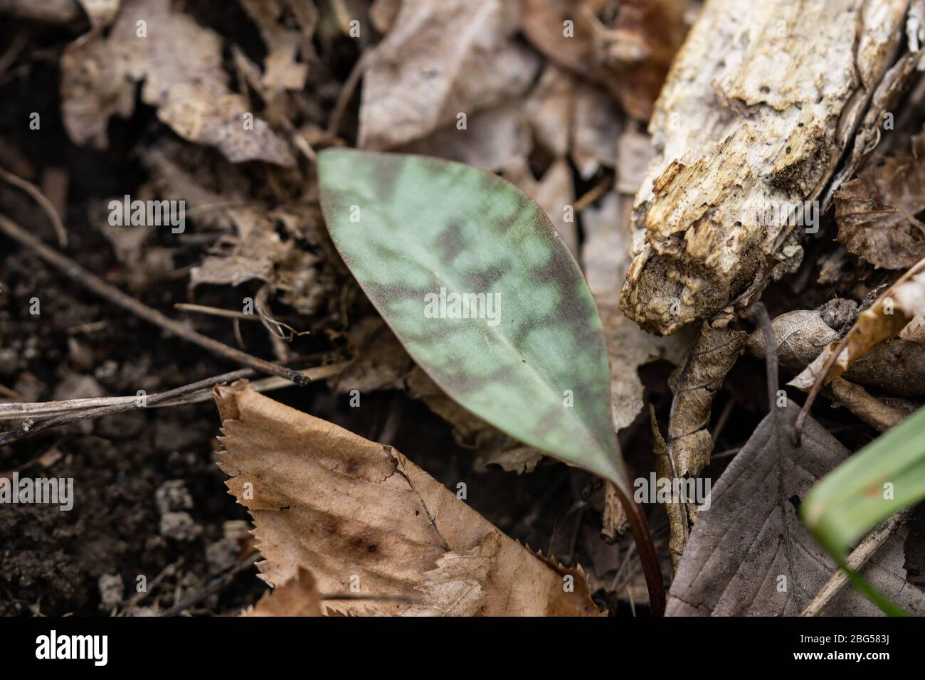 American Trout Lily Leaves in Springtime Stock Photo Alamy