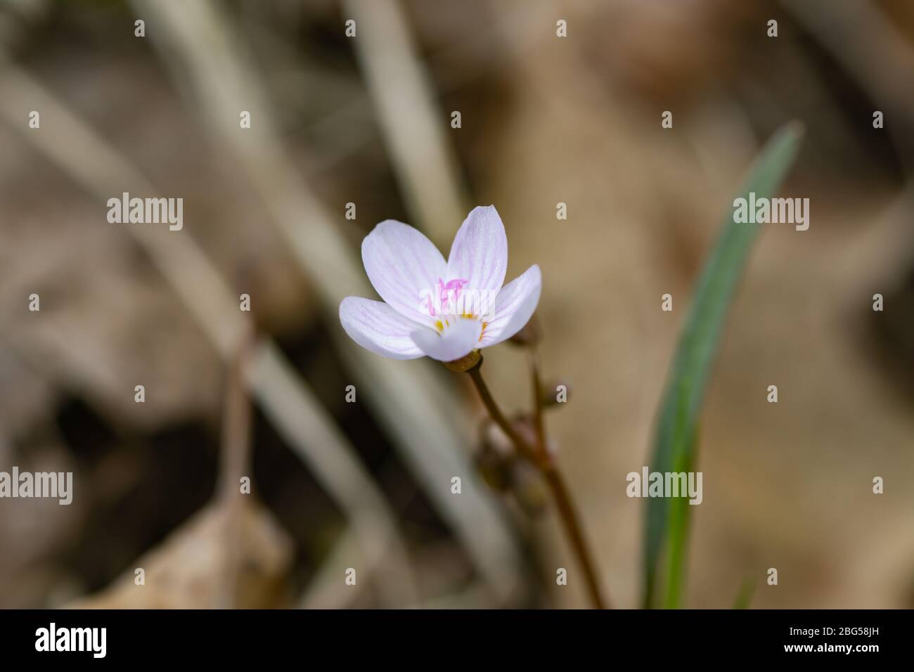 Spring Beauty Flowers in Springtime Stock Photo