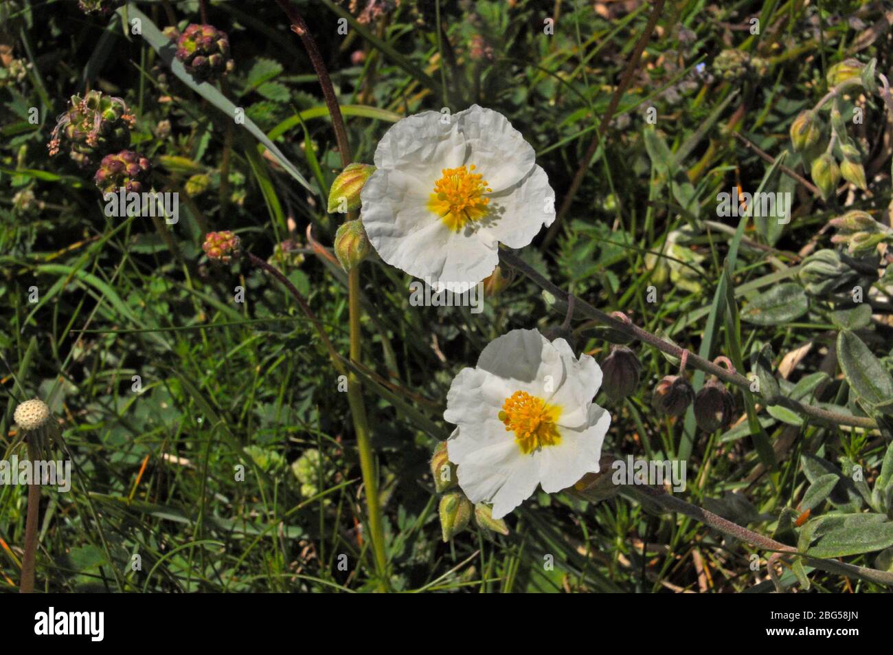 Close up of Wild White Rock- rose on Brean Down, Somerset Stock Photo