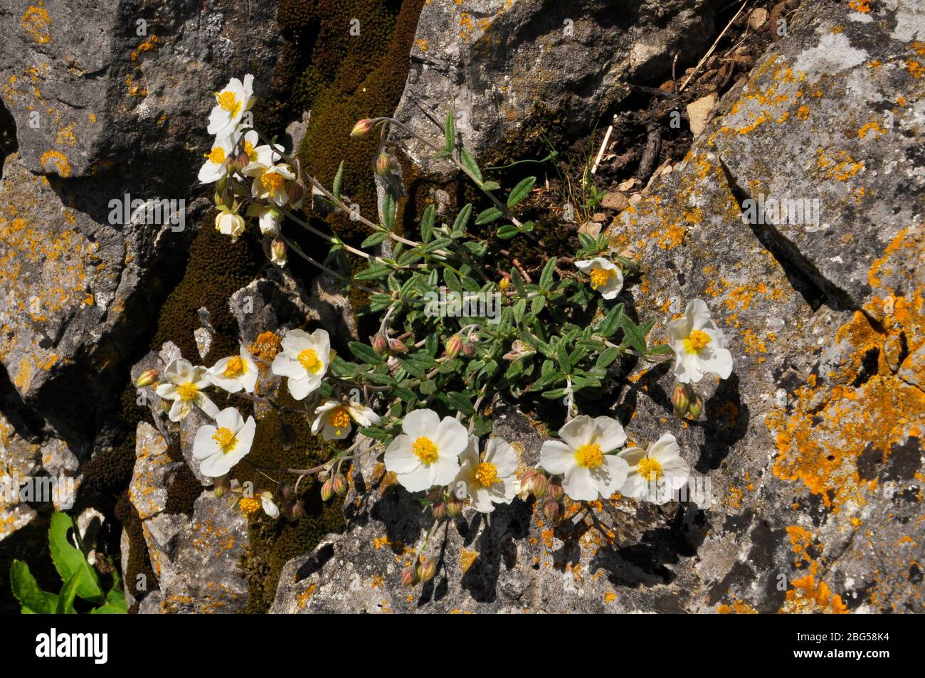 Wild White Rock- rose against lichen covered rocks  on Brean Down, Somerset Stock Photo