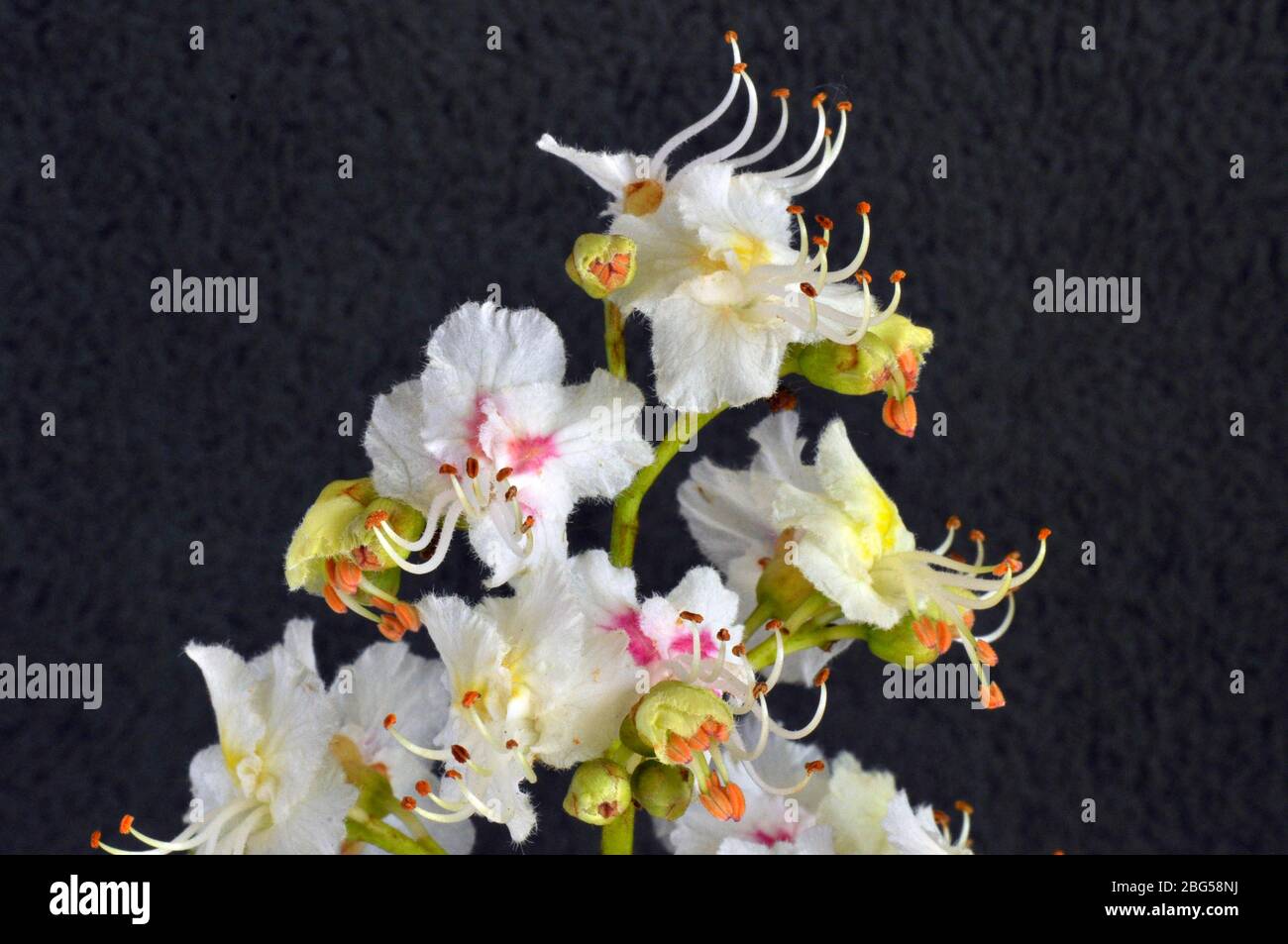 Horse chestnut (Aesculus hippocastanum) flower,pink white petals,white stamen with orange tips,yellow green sepals, close up, May, Somerset.UK Stock Photo