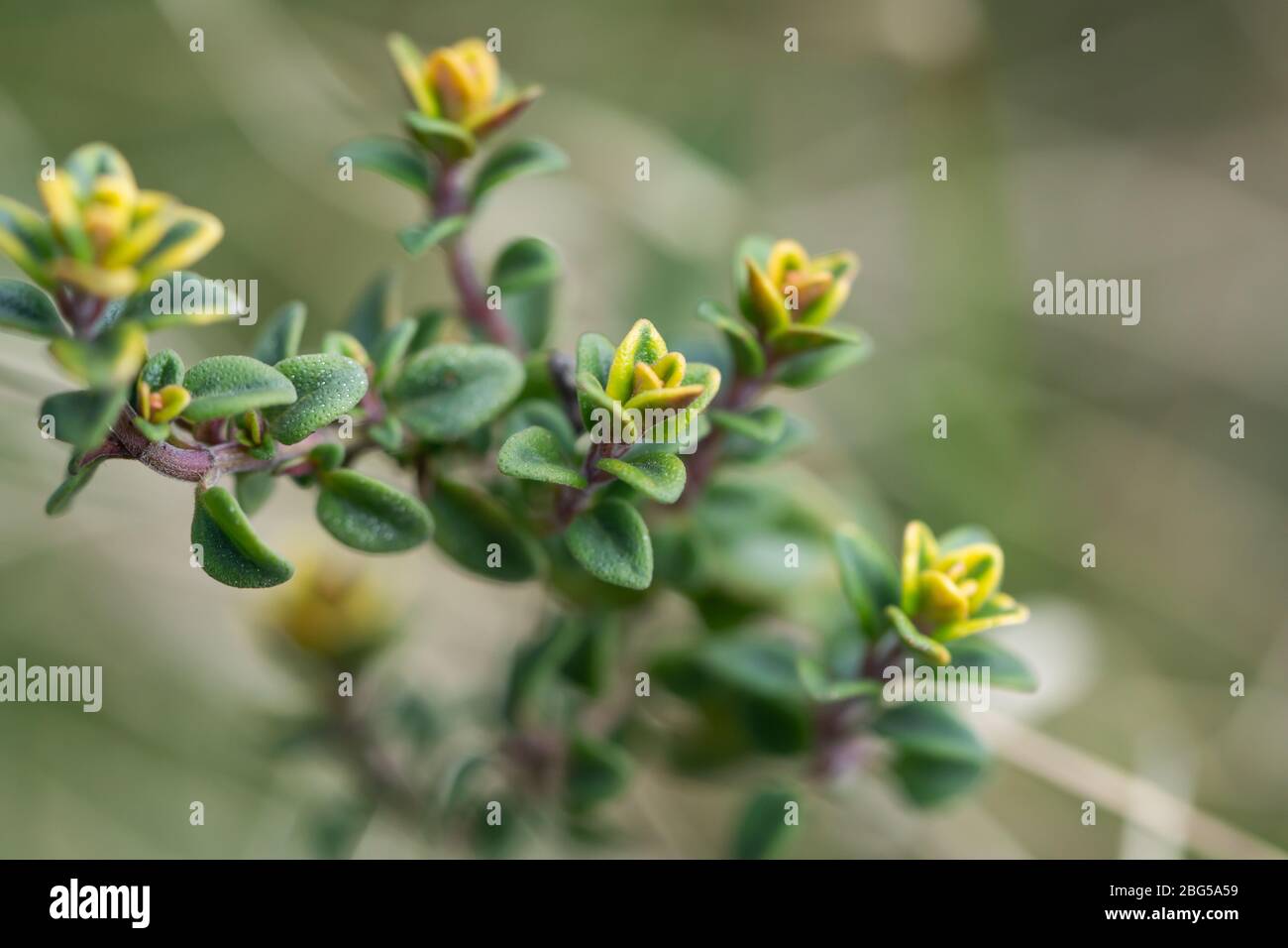 Lemon Thyme Leaves in Springtime Stock Photo