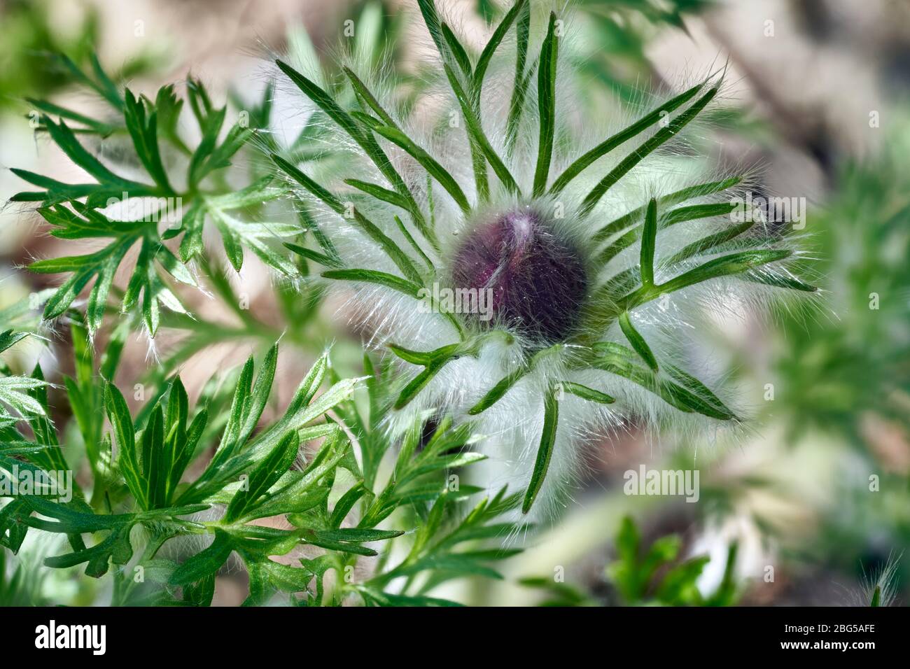 Budding pulsatilla grandis covered with the tiny soft hair, background lit by the morning light. Focus stacked, 5 images. Stock Photo