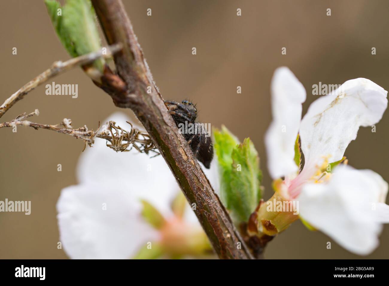 Bold Jumping Spider on Branch in Springtime Stock Photo