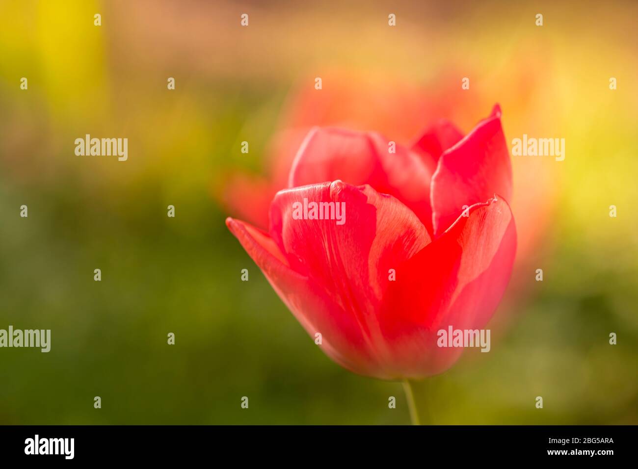 tulip flower head Stock Photo Alamy