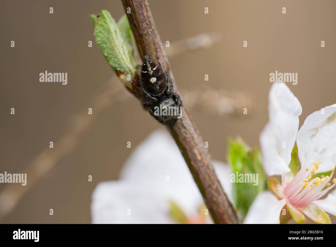 Bold Jumping Spider on Branch in Springtime Stock Photo