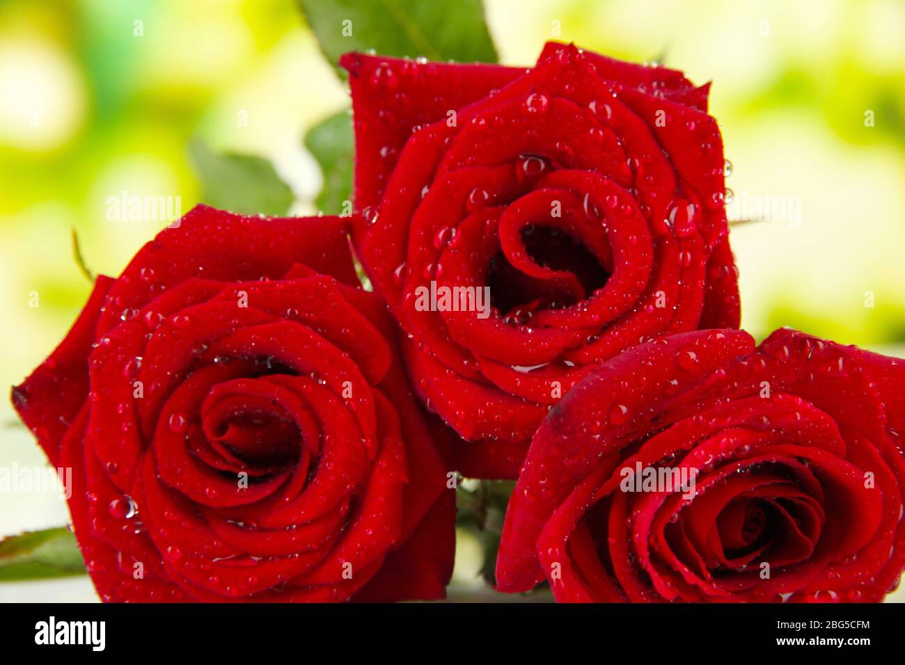 Beautiful roses, on bright background Stock Photo - Alamy
