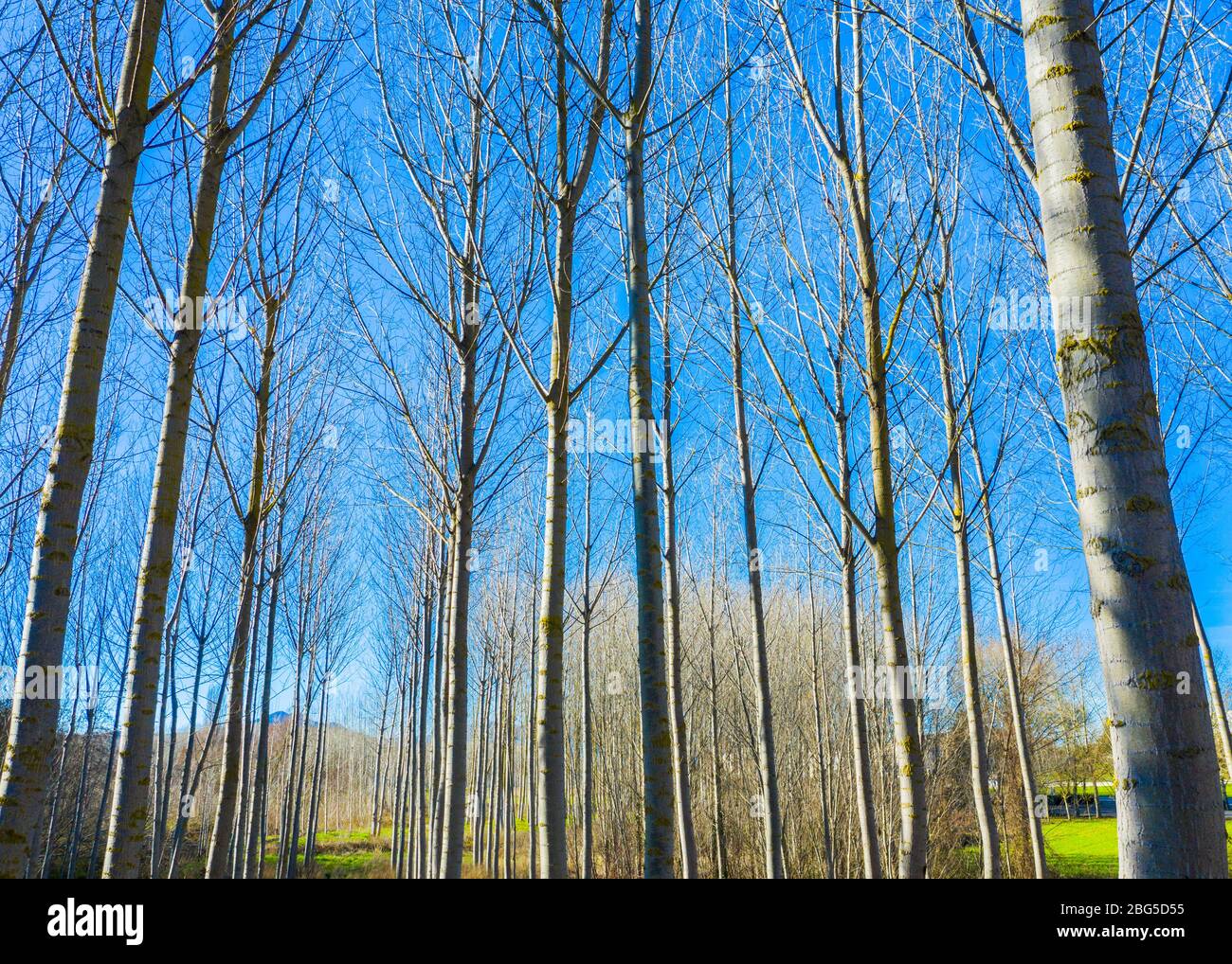 Poplar grove. Ancin area Stock Photo - Alamy