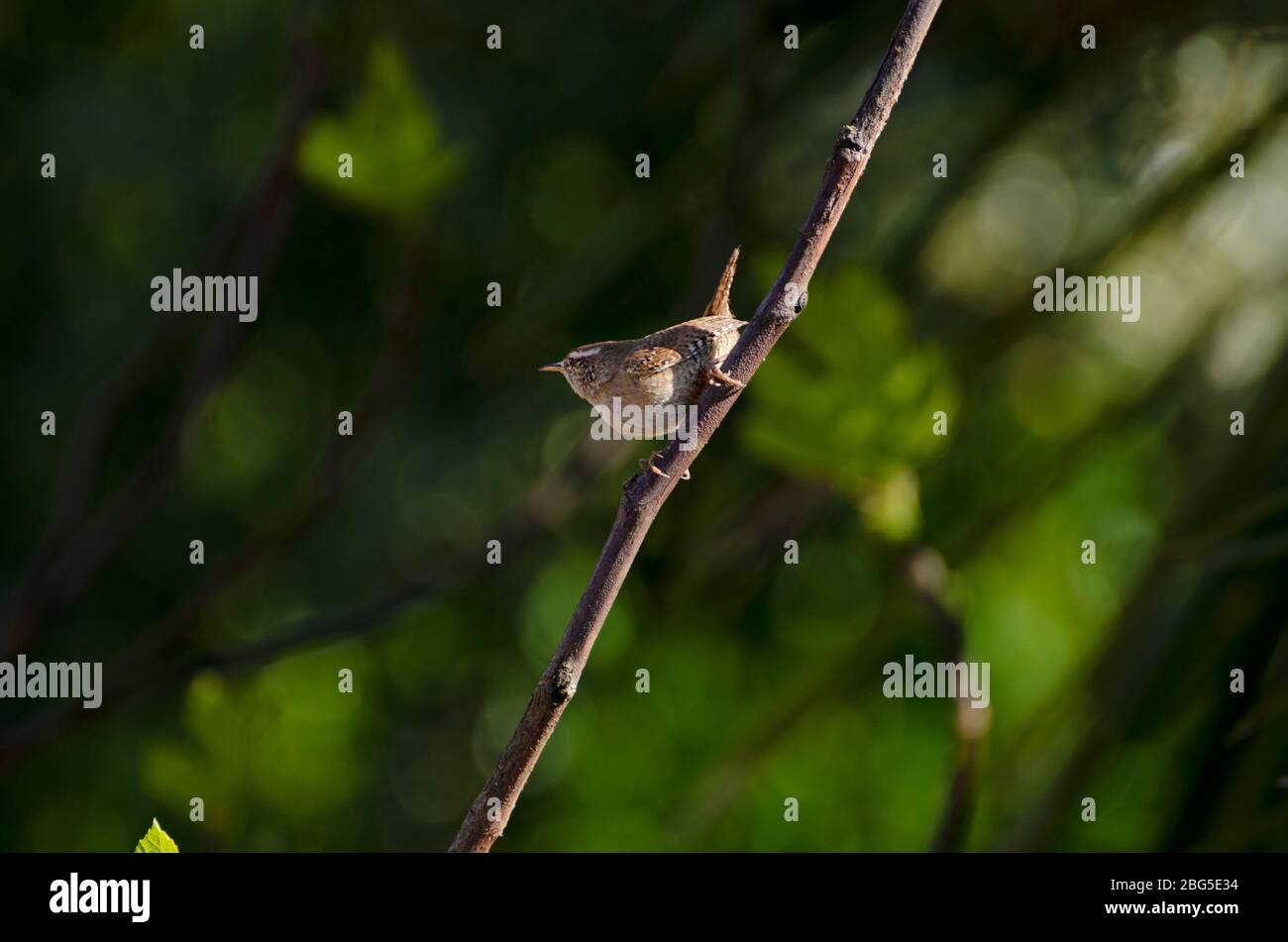 Wren on fig tree branch, blurred background Stock Photo