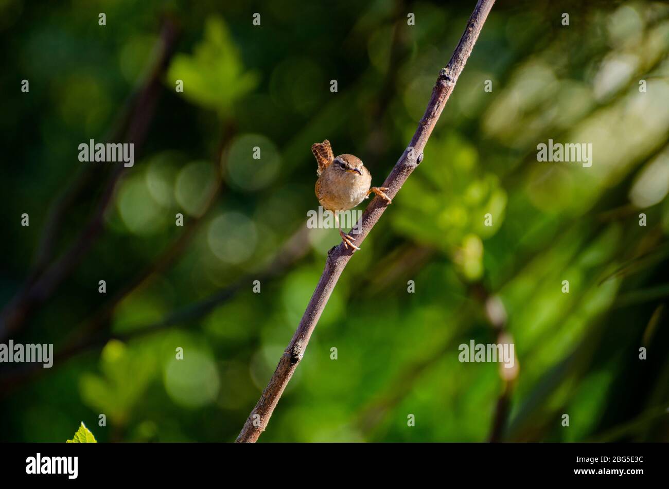 Wren on fig tree branch, blurred background Stock Photo