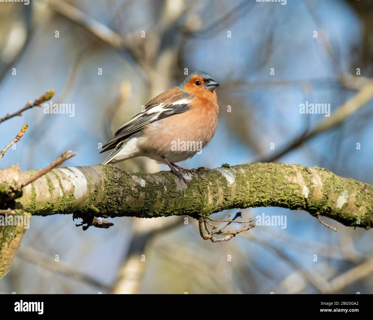 Male Chaffinch (Fringilla coelebs) perched in a tree, West Lothian, Scotland. Stock Photo