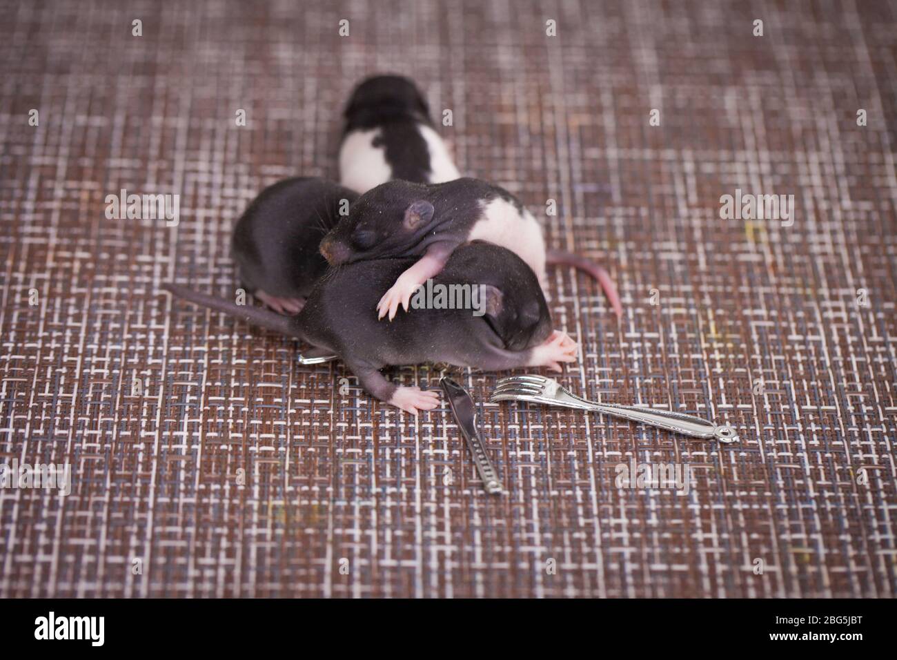 Chubby carrier hi-res stock photography and images - Alamy