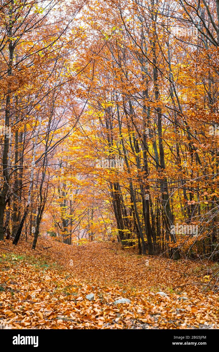 Withered red oak leaves hi-res stock photography and images - Alamy