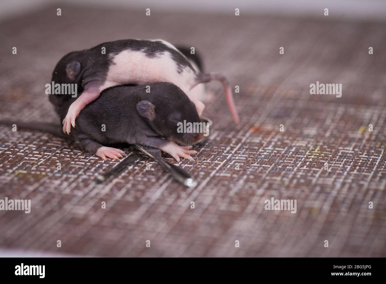 Chubby carrier hi-res stock photography and images - Alamy