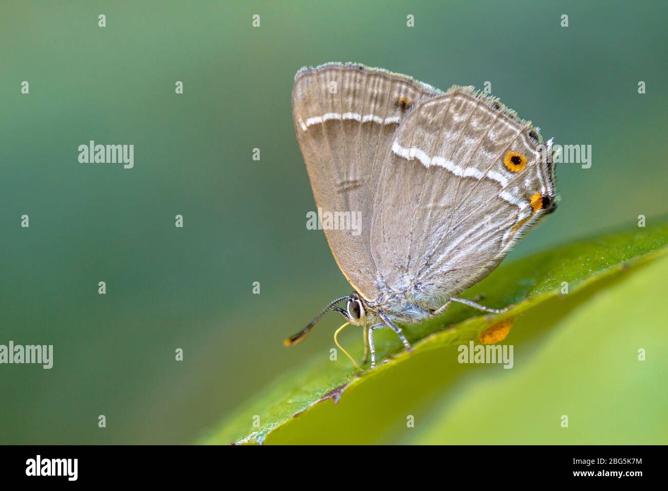 Purple hairstreak (Neozephyrus quercus) butterfly eating sugars on leaves of oak Stock Photo