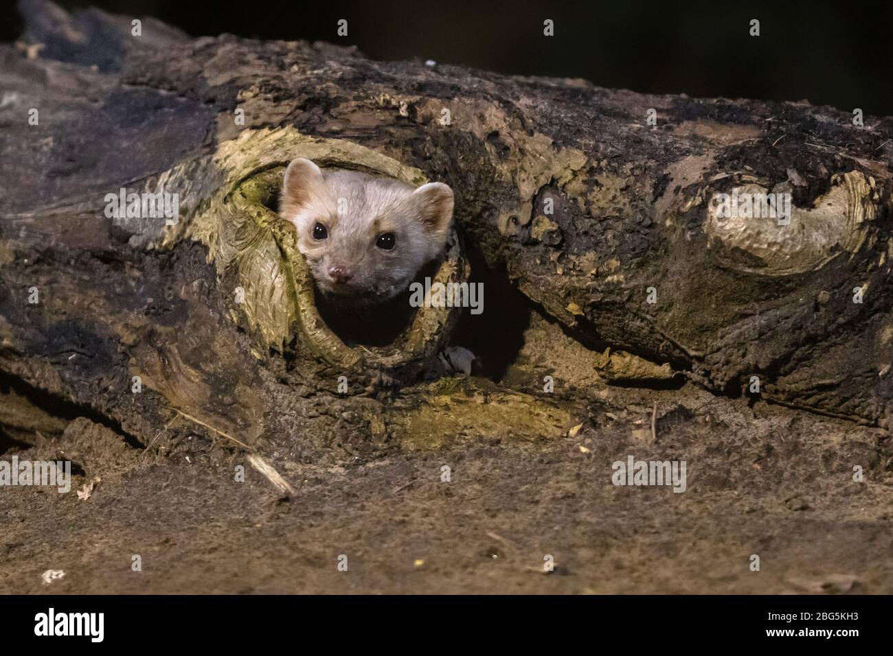 Stone marten (Martes foina) looking from burrow In natural habitat in darkness at night. Netherlands Stock Photo