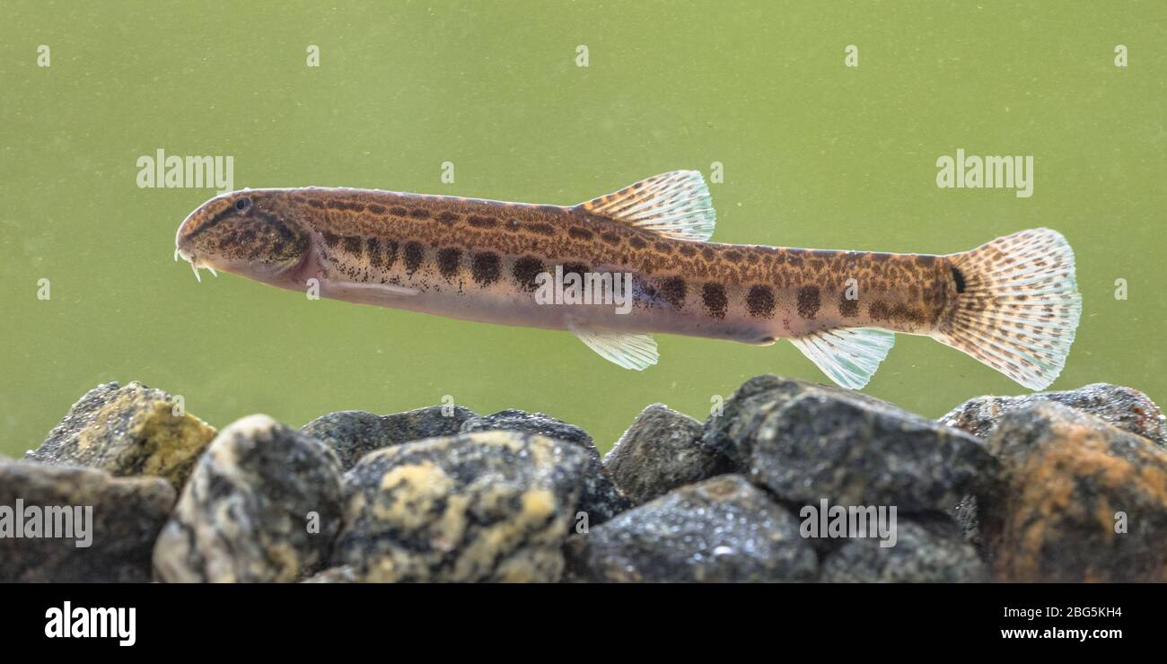 Spined loach (Cobitis taenia) is a freshwater fish in Europe. It is also known as spotted freshwater loach. It is found in oxygen rich water of rivers Stock Photo