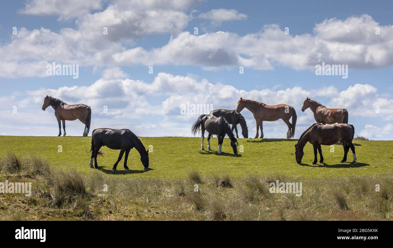 Wild horses large grazers in dune nature reserve on Ameland, Friesland, Netherlands. May. Stock Photo
