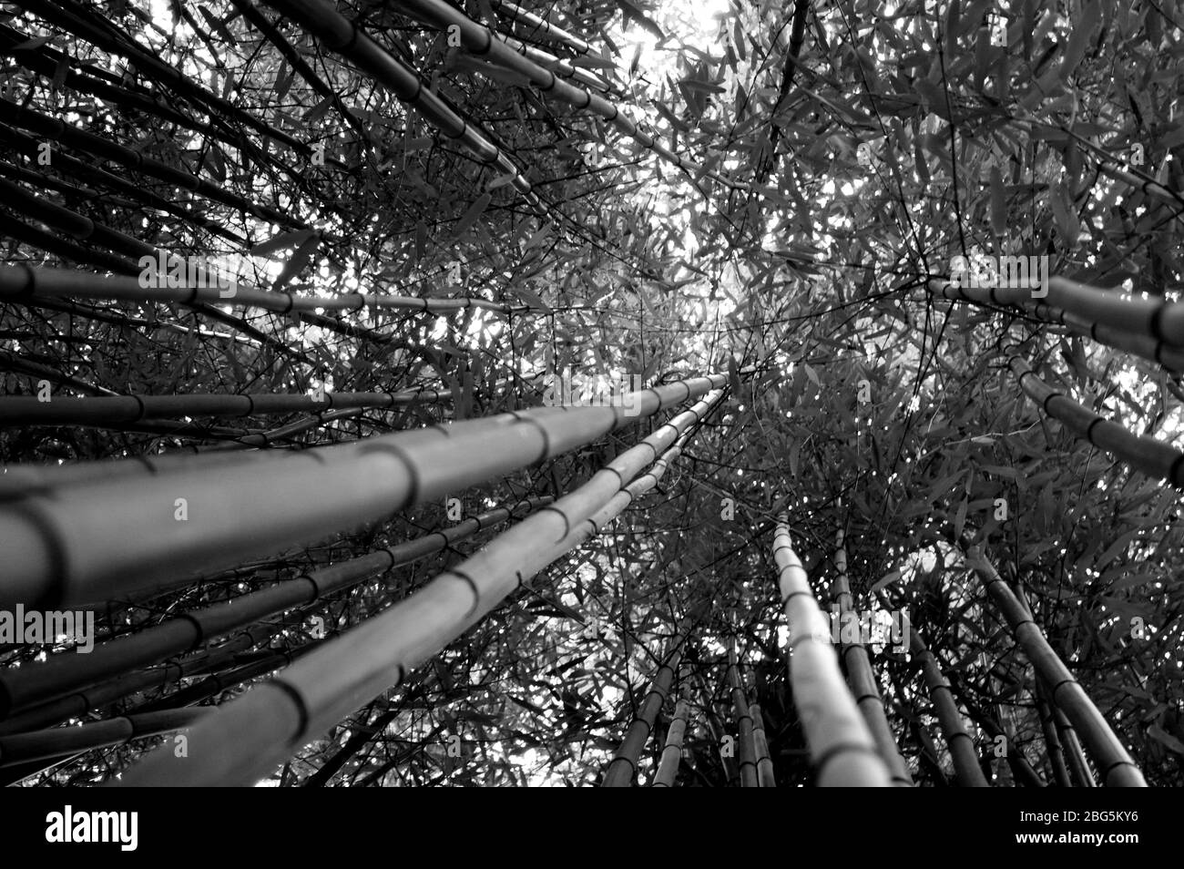 Tree leaves garden in Black and White Stock Photos & Images - Alamy
