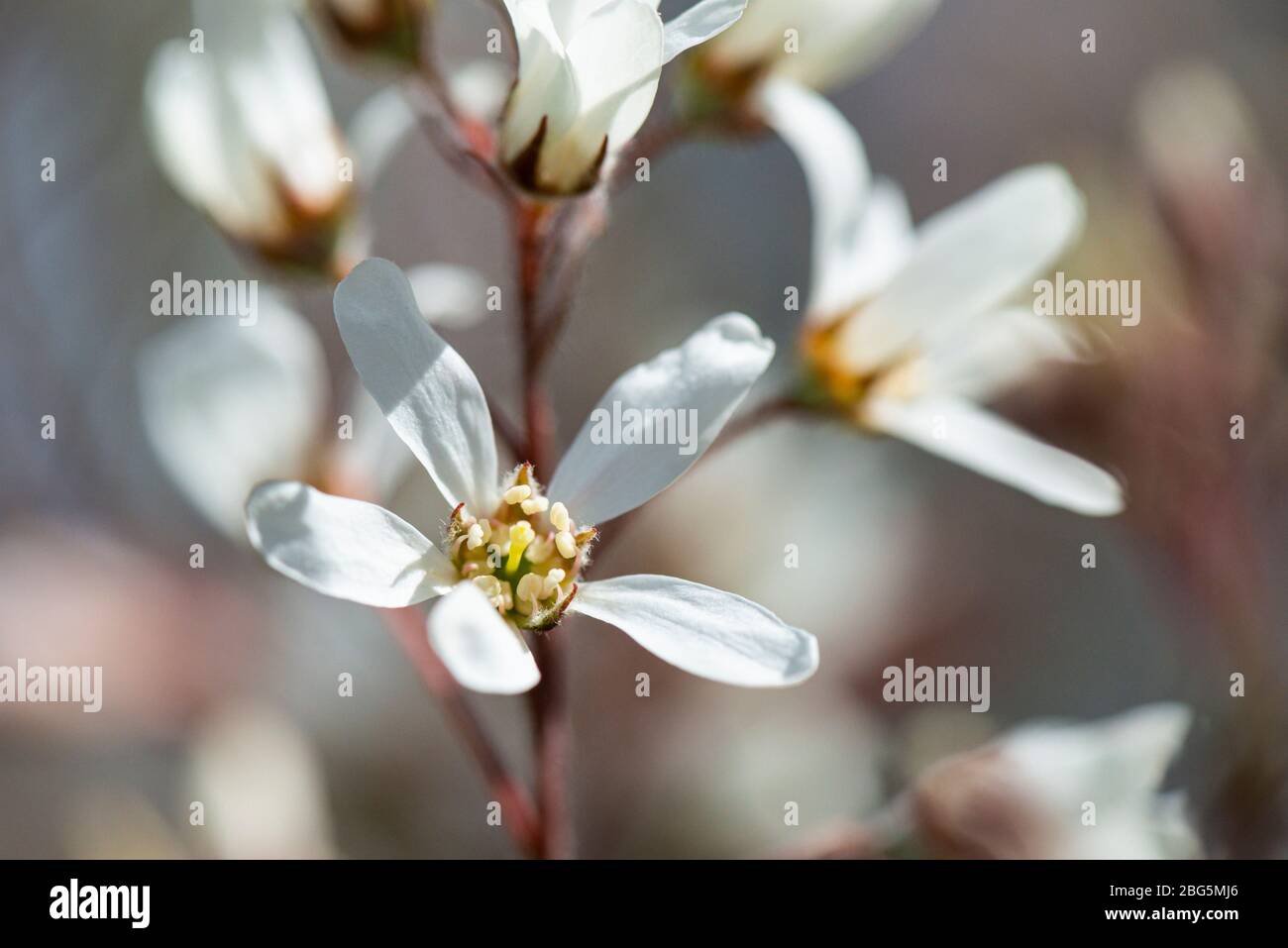 The flowers of a snowy mespilus (Amelanchier lamarckii) Stock Photo