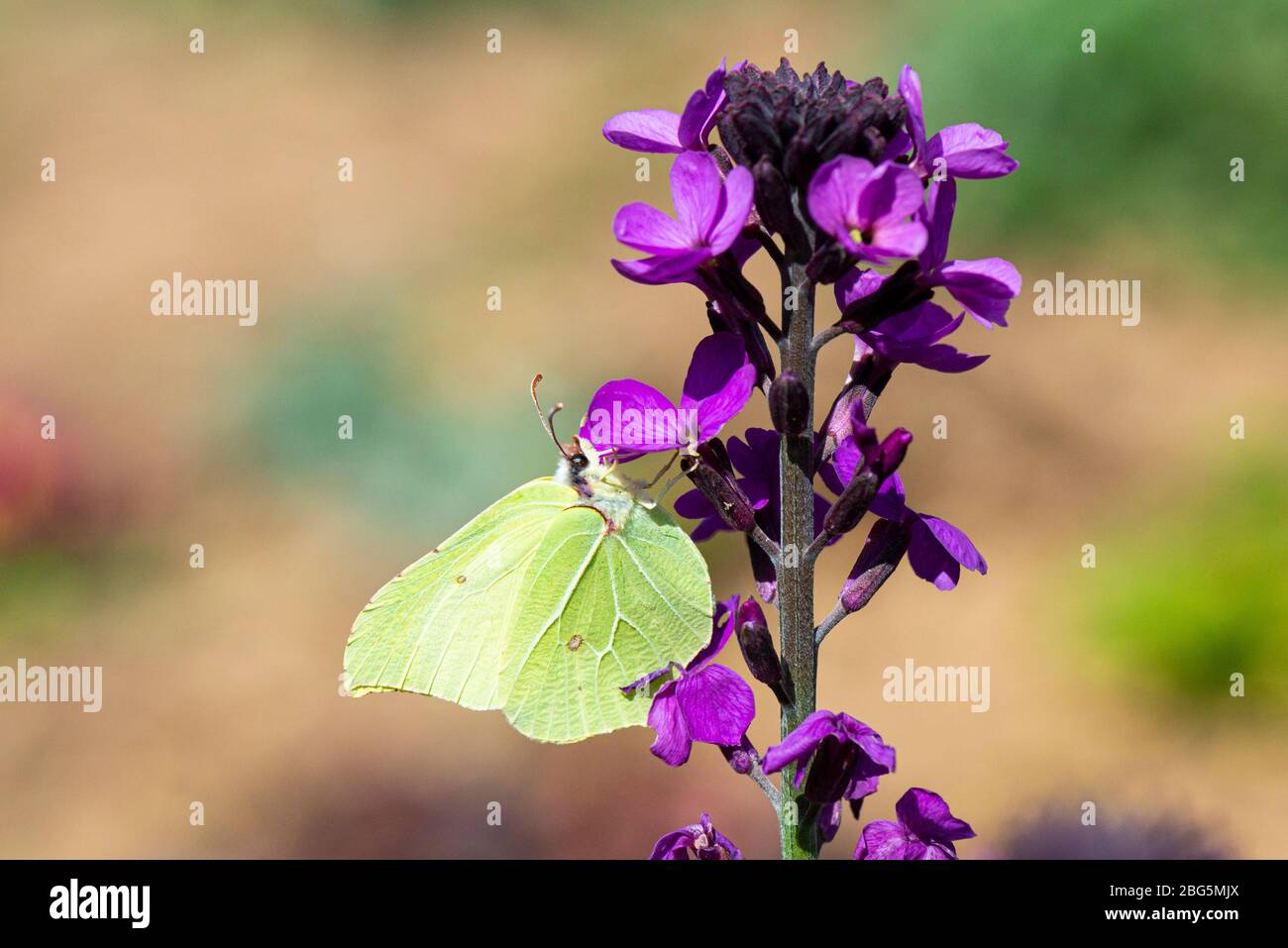 A common brimstone butterfly (Gonepteryx rhamni) on the flowers of a wallflower 'Bowles's Mauve' (Erysimum 'Bowles's Mauve') Stock Photo