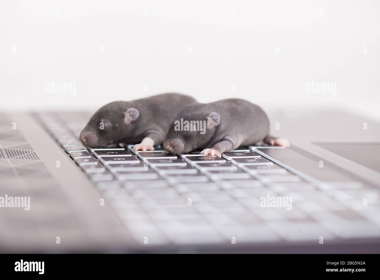 Hacker and computer hacking concept. Little dark mice on gadgets