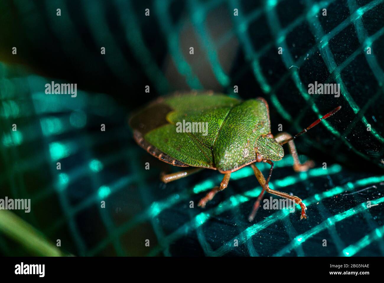A green shield bug (Palomena prasina) on a coiled up hosepipe Stock Photo