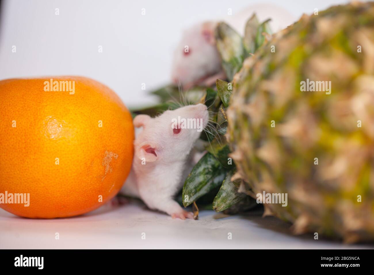 Mice eat orange and pineapple. Funny animals with food Stock Photo Alamy