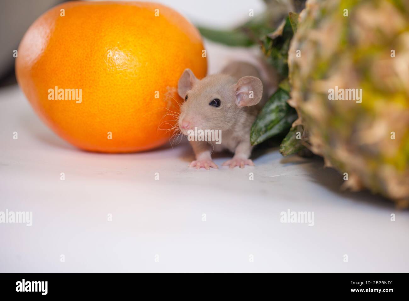 Mice eat orange and pineapple. Funny animals with food Stock Photo Alamy