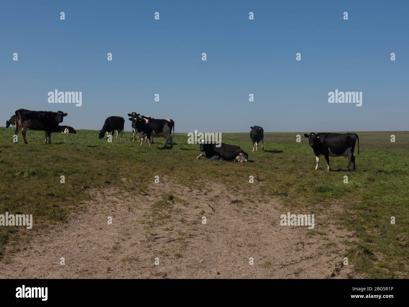 Herd of Holstein Friesian Cattle (Bos primigenius) Grazing in a ...